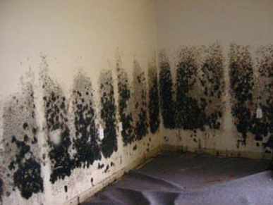 Mold and Mildew Removal Falls Church,  VA