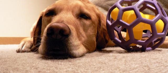 Pet Stain and Odor Removal Falls Church,  VA