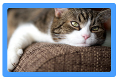 Upholstery Cleaning Falls Church,  VA